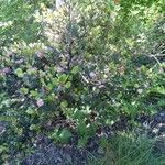 Eugenia buxifolia Hábito