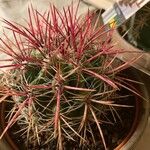 Ferocactus pilosus Ліст