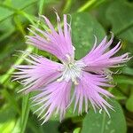 Dianthus hyssopifolius Kukka