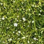 Stellaria gramineaFlower