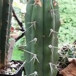 Trichocereus macrogonus Habit