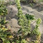 Stachys maritima Цветок