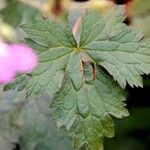 Geranium × oxonianum List