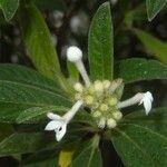 Psychotria vieillardii फूल