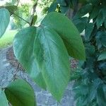 Mucuna pruriens Leaf