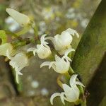 Cyrtorchis ringens Flower