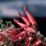 Tropaeolum pentaphyllum Flor