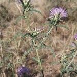 Centaurea iberica Flower