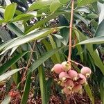 Syzygium jambos Frunză
