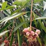 Syzygium jambos ഇല