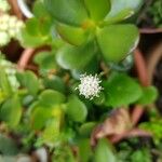 Crassula spathulata