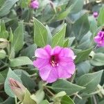Mirabilis multiflora Flor