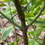 Euonymus japonicus Bark