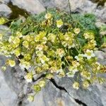 Saxifraga squarrosa Floare