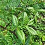 Schrebera alata Leaf