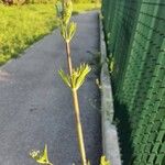 Galium tricornutum Blatt