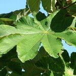 Cecropia schreberiana Hoja