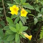 Allamanda schottii Elinympäristö