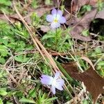 Viola bicolor Õis