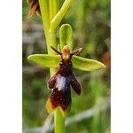 Ophrys insectifera ফুল