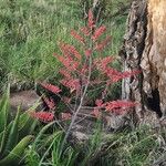 Aloe secundiflora Květ