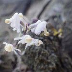 Polystachya saccata Flor