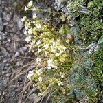 Saxifraga caesia Fula