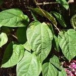 Clerodendrum splendens Blatt