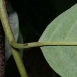 Annona papilionella Casca