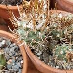 Turbinicarpus schmiedickeanus Листок