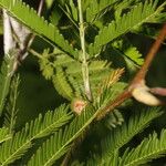 Vachellia cornigera Folio