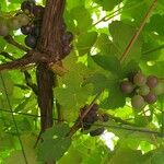 Vitis vinifera Fruto