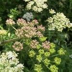 Heracleum sphondyliumKvět