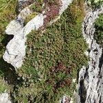 Globularia repens Plante entière