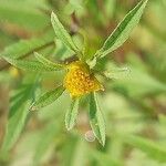 Bidens frondosaFlor