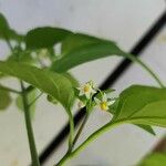 Solanum americanum Květ
