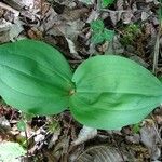 Neottia ovata Habit