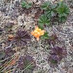 Rubus chamaemorus Flor