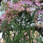 Albizia julibrissinŽiedas