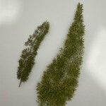 Asparagus densiflorus Лист