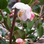 Camellia rosthorniana Flower