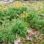 Diphasiastrum complanatum Likasa