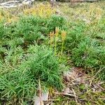 Lycopodium complanatum ഇല