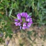 Bituminaria bituminosa Flower