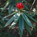 Rhododendron pachytrichum Λουλούδι