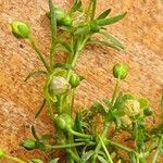 Sagina procumbens موطن