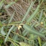 Chamaecrista mimosoides Hoja