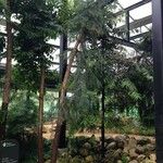 Araucaria angustifolia Hábito