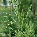 Bromus inermis Flower