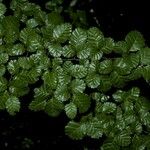 Nothofagus pumilio বাকল